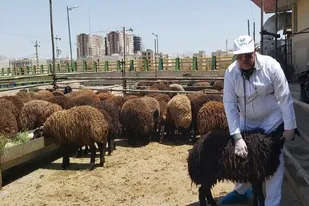 تأکید فرماندار ساوه بر ضرورت نظارت دقیق دامپزشکی برای حفظ جایگاه تولید پروتئین در شهرستان