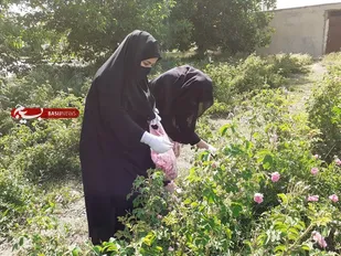 برداشت گل محمدی در فارسان