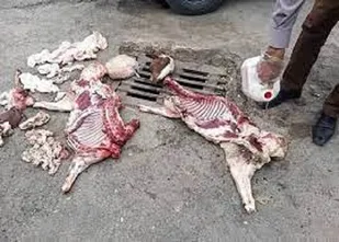 محکومیت فرد خاطی در سنندج به دلیل کشتار غیر مجاز