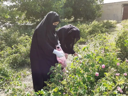 برداشت گل محمدی در فارسان