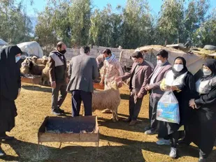 طرح بسیج همگام با دامپرور در شهرستان دره شهر آغاز به کرد