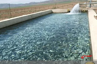 رها سازی ٣٠٠ هزار قطعه بچه ماهی در استخرهای شهرستان خاش