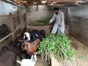دامداری در کنار کار تبلیغ