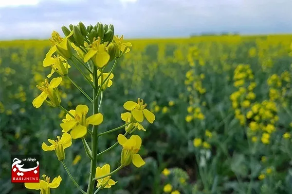 پیش بینی برداشت ۱۰ هزار تن کلزا در دزفول