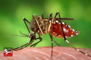 عدم ثبت مورد ابتلای قطعی به تب دنگی در شاهرود