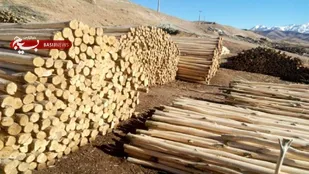 مزایای زراعت چوب در استان خوزستان