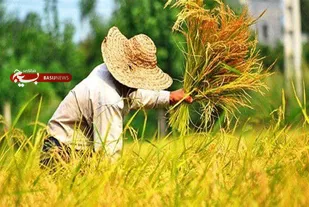 &zwj; آغاز برداشت برنج از شالیزارهای قزوین