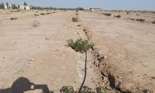 بازدید مسئول سازمان بسیج مهندسین کشاورزی قم از نهالستان گل محمدی
