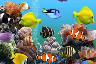 تأکید مسئول بسیج جامعه کشاورزی بر حمایت نهادهای متولی
