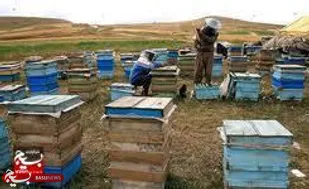 اشتغال وتولید با برداشت سالیانه ۵تن عسل توسط کار آفرین شوشتری