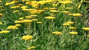 برخورد قضایی با برداشت کننده نامتعارف گیاهان دارویی در مراغه