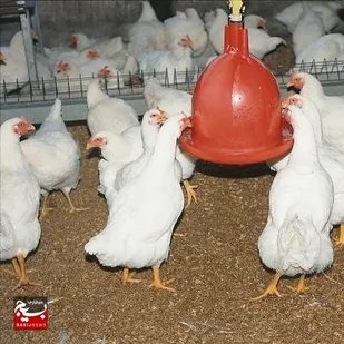 پشتکار همراه با چاشنی درآمد زایی باپرورش مرغ گوشتی در شوشتر