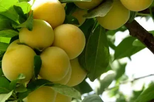 آغاز برداشت آلو &laquo;قطره طلا&raquo; در قزوین/ پیش&zwnj;بینی تولید بیش از ۸۰۰ تن محصول