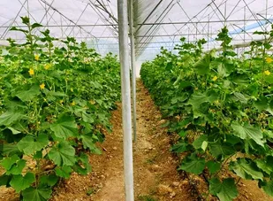 انجام 3.5 هکتار توسعه کشت گلخانه&zwnj;ای در نهاوند