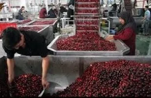 نبود صنایع تبدیلی مانع توسعه کشاورزی در ششتمد