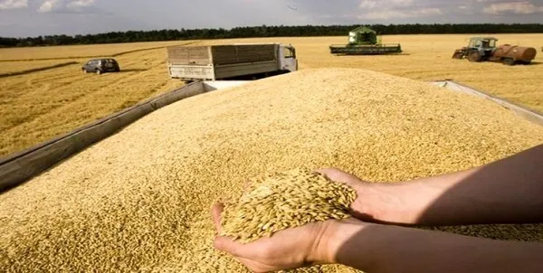 خودکفایی آذربایجان غربی در تولید بذر اصلاح شده گندم زراعی