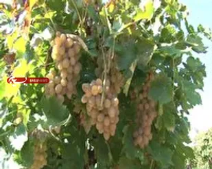 فصل برداشت انگور سرخ فخری در شاهرود