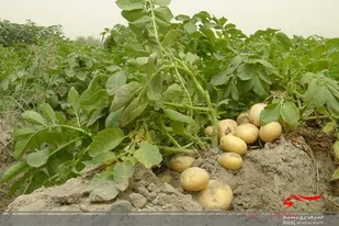 برداشت سیب زمینی ١۴٠ هکتار از زمین های کشاورزی شهرستان خاش