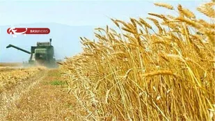 بزودی مطالبات گندمکاران دزفول پرداخت می&zwnj;شود/ کشاورزان نگران نباشند