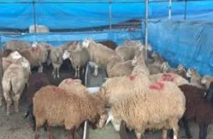 ۵۵ راس دام به نیت سلامتی کار درمانی در سبزوار ذبح شد