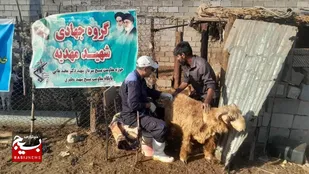 واکسیناسیون رایگان بیش از ۱۲۰۰ &nbsp;دام سبک و سنگین در شهرستان شوش