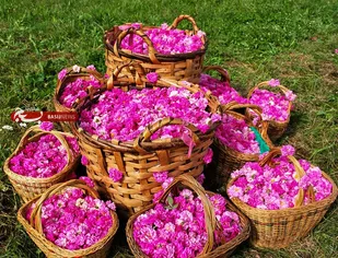 جشنواره &laquo;گل محمدی و گلاب&raquo; روستای شهابیه خمین در تقویم رویدادهای ملی کشور ثبت شد
