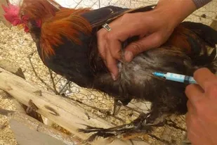 واکسیناسیون رایگان ۲۵۰ هزار طیور روستایی برای پیشگیری از بیماری نیوکاسل درنیشابور