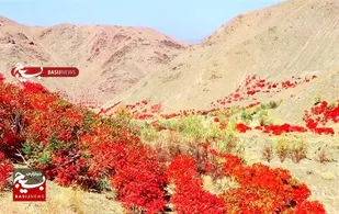 افزایش ۷ درصدی کشت سماق در گناباد/صادرات پودر ارگانیک سماق به کشورهای اتحادیه اروپایی و حوزه خلیج فارس + عکس