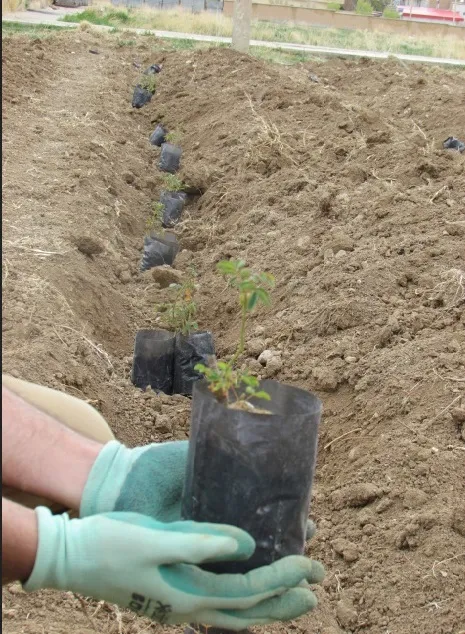 کاشت گل محمدی در فارسان