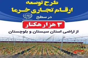 ٣ هزار هکتار نخلستان با ارقام تجاری در سیستان وبلوچستان ایجاد می&zwnj;شود