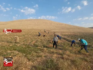 جهادگران کمیجانی در مزارع به یاری کشاورزان رفتند