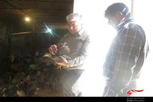 پرورش بوقلمون در روستای کفراش