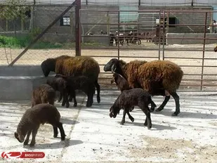 فروش احشام حسینیه اعظم زنجان از امروز