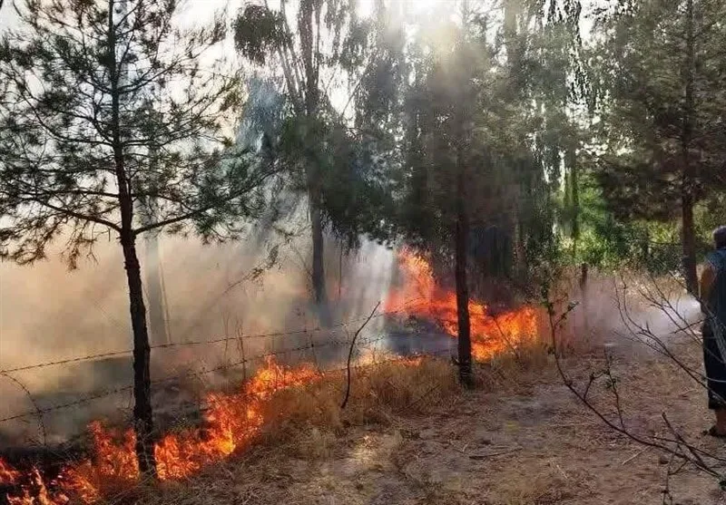 نهالستان منابع طبیعی سیروان دچار آتش سوزی شد