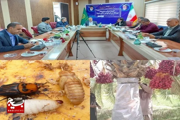 ردیابی و مبارزه با سوسک سرخرطومی حنایی خرما درسطح بیش از ۶۳ هزار هکتار نخلستان های سیستان‌وبلوچستان