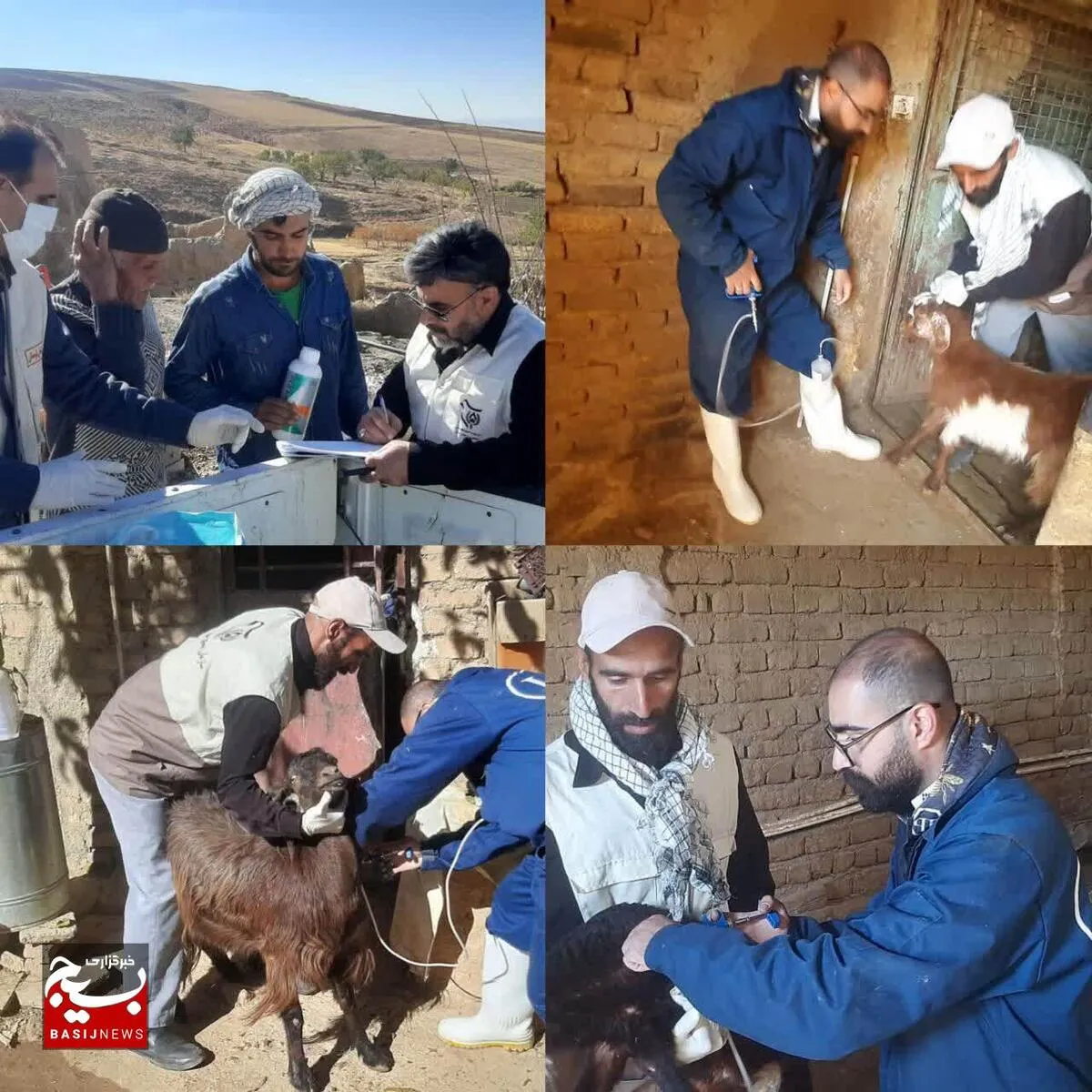 ارائه خدمات دامپزشکی جهادی به بیش از ۱۷۰۰ رأس دام در مناطق محروم بروجرد