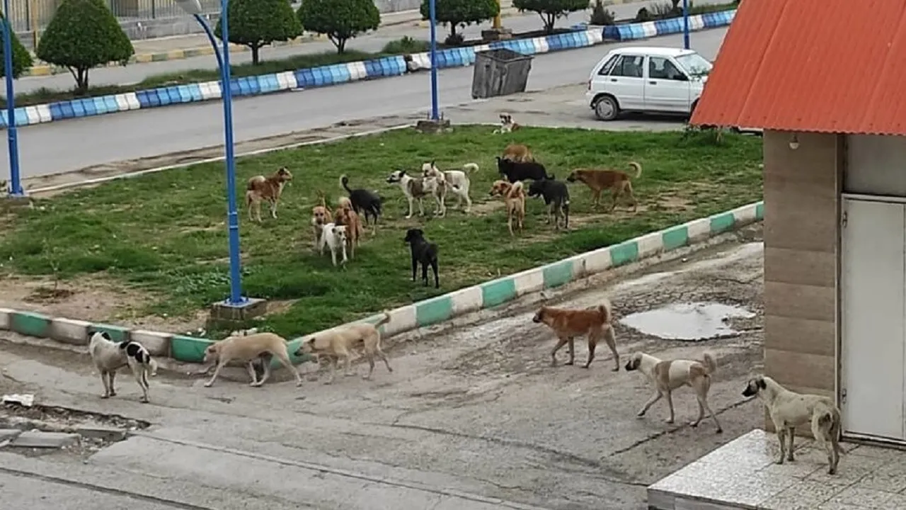 افزایش جمعیت سگ‌های بلاصاحب اهواز در پی نبود داروی بیهوشی