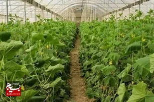 سیستان و بلوچستان در صادرات محصولات باغی ظرفیت بالقوه دارد