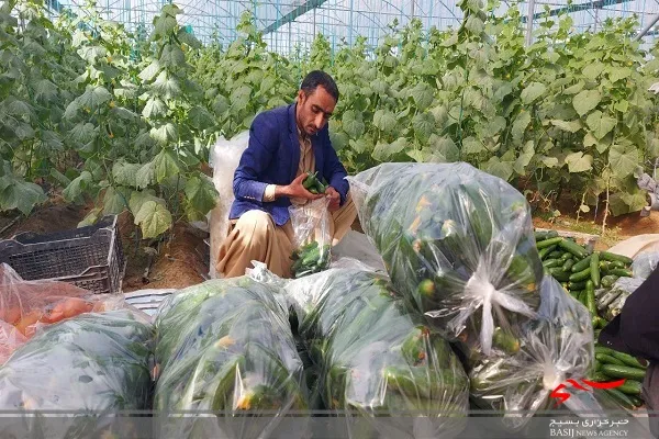 تولید محصولات گلخانه‌ای زمینه اشتغال ۵ هزار نفر را در سیستان و بلوچستان فراهم کرده است