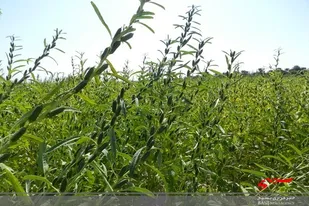 بیش از ۳۰۰ هکتار از اراضی بمپور زیر کشت کنجد میرود