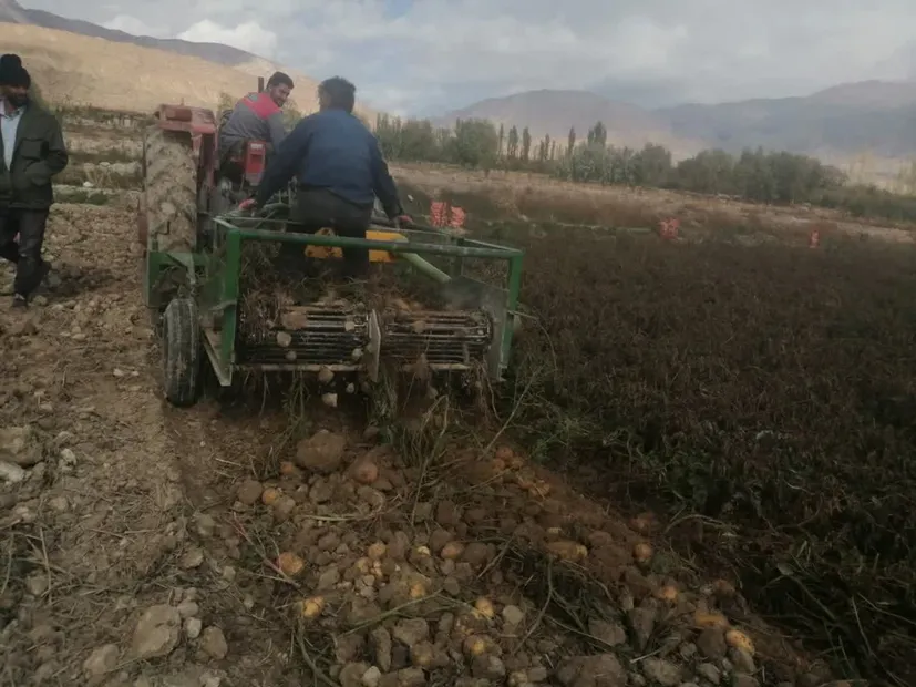 برداشت سیب‌زمینی در ۱۷۵ هکتار از مزارع شهرستان شاهرود/سهم ۵۶ درصدی و پیش‌بینی تولید ۳۵۰۰ تن