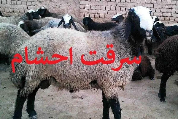 ‌دزدي گوسفندان بدون چوپان در خمين/سارق به 5 فقره سرقت اعتراف كرد