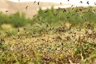 هجوم آفت ملخ به تاغزار&zwnj;های شاهرود