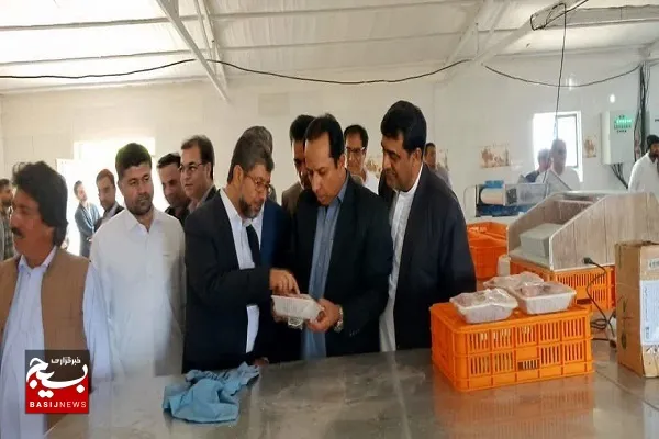 اولین خط کشتاربلدرچین سیستان وبلوچستان در خاش به بهره‌برداری رسید