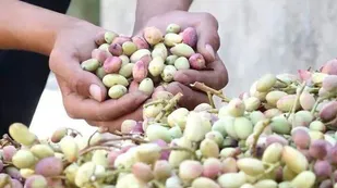 زوج روستایی لرستان که از دل خشک&zwnj;سالی، امید و خودکفایی رقم زدند