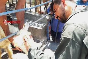 راه&zwnj;اندازی کلینیک دامپزشکی سیار برای ارائه خدمات به عشایر استان فارس