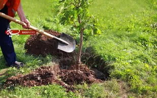 150 اصله نهال در اردوگاه حضرت صاحب&zwnj;الزمان(عج) غرس شد