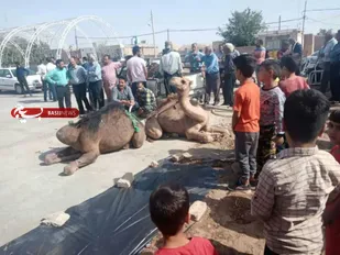 قربانی ۵ نفر شتر و ۱۰۰ راس گوسفند در بخش بیارجمند شاهرود