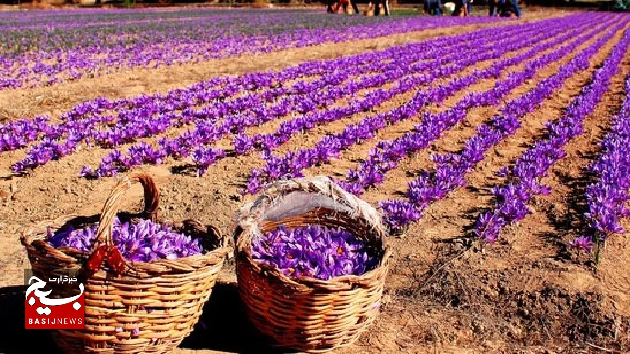 لزوم همکاری اتاق‌های بازرگانی خوزستان برای جذب سرمایه‌گذار در بخش تولید زعفران