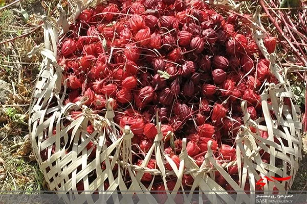 خرید توافقی چای ترش کشاورزان سیستان و بلوچستان انجام می‌شود